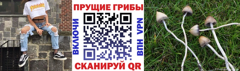 Купить  Мышкин  Галлюциногенные грибы прущие грибы 